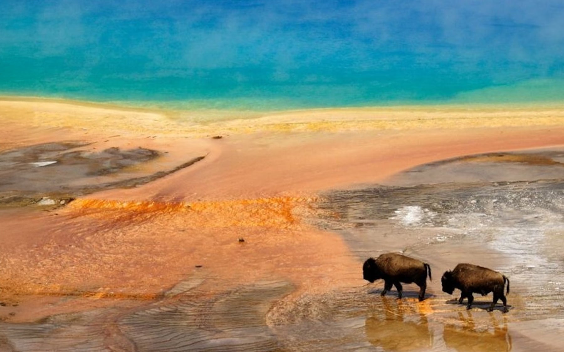 Yellowstone/Grand Teton Trip